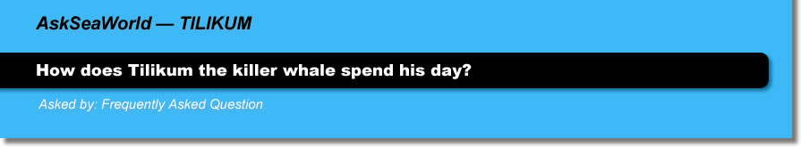 AskSeaWorld - Tilikum