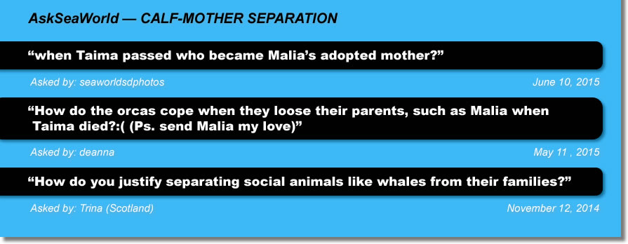 AskSeaWorld - Calf-mother separation