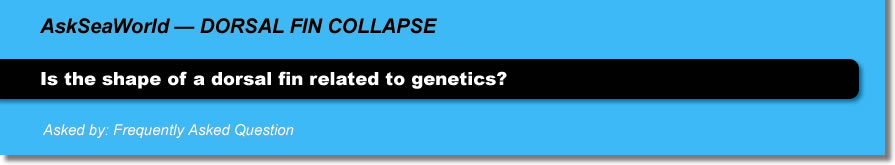 AskSeaWorld - Dorsal Fin Collapse