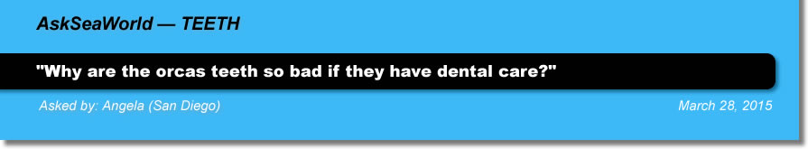 AskSeaWorld - Teeth