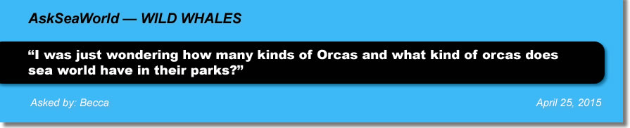 SeaWorld Fact Check - Wild whales