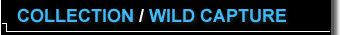 Wild Capture