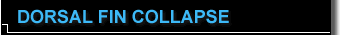 Dorsal Fin Collapse