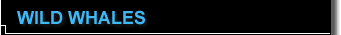 Wild Whales