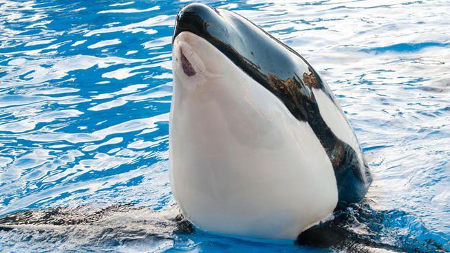 Nakai - Jan 28, 2013