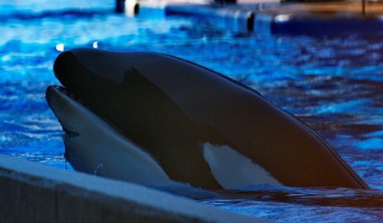 Nakai - missing flesh and tissue