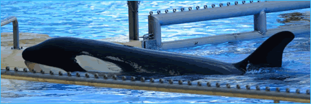 Free Morgan Foundation