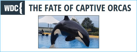 WDC - The fate of captive orcas
